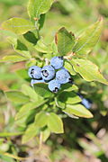 加拿大藍莓（英语：Vaccinium myrtilloides） Canadian blueberry