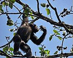 Egy csimpánz természetes élőhelyén.