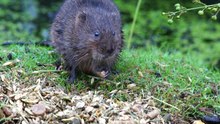 Файл: Water Vole.webm