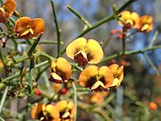 Daviesia triflora