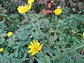 ヤナギタンポポ （キク科） Hieracium umbellatum