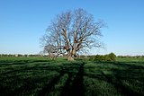 Linde nördlich Haus Söbberinghoff