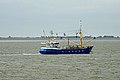 Stormvogel op de Waddenzee