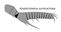 Amplectobelua symbrachiata / Amplectobelua trispinata アンプレクトベルア（アムプレクトベルア）・シンブラキアタ / アンプレクトベルア（アムプレクトベルア）・トライスピナタ