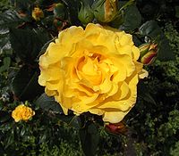A rose 05be wp.jpg