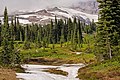 Formazione pura di Abies lasiocarpa