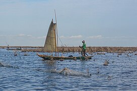 Pirogue au milieu d'acadjas