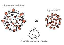 F-specific antibodies can be given directly to young children as monoclonal antibodies (mAbs) or acquired through transplacental transfer from mother to child after maternal immunization to protect them. Adenoviruses expressing F or live-attenuated viruses will be used to vaccinate older infants and young children against RSV disease.Modified after Karron 2021 The RSV fusion protein (F) plays a crucial role in facilitating virus entry by mediating the fusion of viral and host cell membranes. This process involves the transformation of F from a less stable prefusion conformation to a more energetically favorable postfusion state. Antibodies directed against the F protein have demonstrated the ability to hinder viral entry and mitigate RSV-induced diseases. In recent times, there has been a growing identification of antibodies specifically targeting the prefusion conformation of F. These antibodies exhibit heightened RSV-neutralizing efficacy compared to those binding to F in its postfusion state. Active Immunization for RsV.png