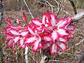 Adenium multiflorum