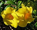 Fleurs d’Allamanda cathartica