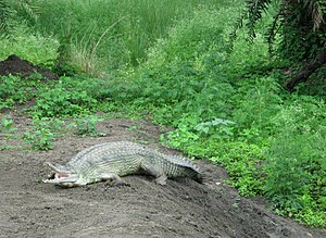 Alligator at Van Vihar National Park.jpg