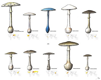 Amanita citrina group.jpg