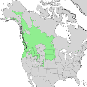 Description de l'image Amelanchier_alnifolia_range_map_1.png.