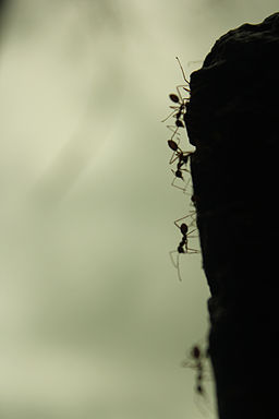 Ants, silhout