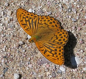 Fotografia da borboleta Argynnis paphia, uma espécie da região paleártica cujo gênero nomeia a tribo Argynnini.[1]