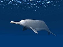 Digitally painted artistic reconstruction of the dolphin, with a gray coloration