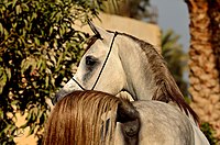 Siwy koń arabski