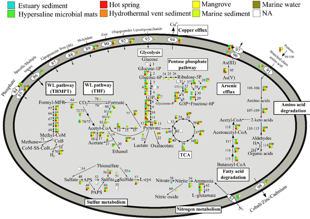 Asgard archaea in various environments (cropped).png