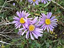 Aster. (Daisy Family. Asteraceae). picture
