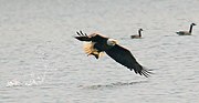 Las aves de presa (como esta águila calva) ocupan la cima de sus cadenas alimenticias y son superdepredadores.