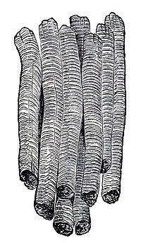 Figure 6 : Fibres musculaires.