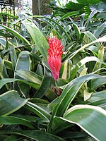 Billbergia pyramidalis 'Variegata'