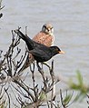 Blackbird and Kestrel