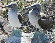 180px-Blue-footed_Booby_Comparison.jpg