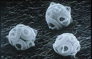 Coccolithophores have plates or scales made with calcium carbonate called coccoliths