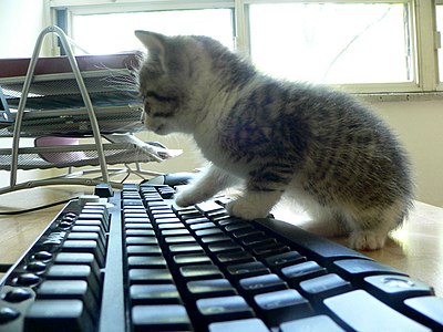 kitten furiously typing on keyboard improving wikipedia little by little