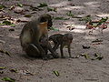 Grüne Meerkatzen Green Monkey