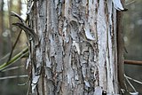 Chosenia arbutifolia bark.jpg