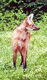 Le loup à crinière ou chrysocyon brachyurus a de longues pattes