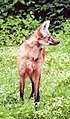 Le loup à crinière ou chrysocyon brachyurus a de longues pattes
