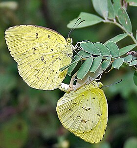 Eurema hecabe