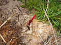 Feuerlibelle (Crocothemis erythraea)