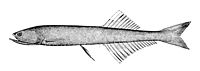 Storfjällig rundkäftfisk (Cyclothone microdon)