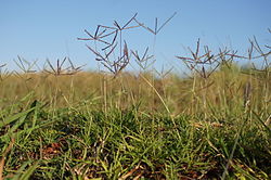 Lugowi wa kawaida (Cynodon dactylon)