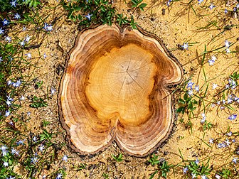 Cepo de uma cerejeira em Hausdülmen, Dülmen, Renânia do Norte-Vestfália, Alemanha. Depois que uma árvore é cortada e derrubada, o cepo ou toco de árvore geralmente é uma pequena porção restante do tronco com as raízes ainda no solo. Os tocos podem mostrar os anéis que definem a idade de uma árvore. O estudo desses anéis é conhecido como dendrocronologia. Um toco de árvore também permanece após a quebra de uma árvore morta ou em caso de danos causados ​​pelo vento. No passado, limpar tocos de árvores era um trabalho pesado e demorado que tinha que ser efetuado à mão porque as máquinas adequadas ainda não estavam disponíveis. Parte desse trabalho era deixado para as pessoas mais pobres que, em troca de pagamento, eram autorizadas a usar o toco desenterrado como lenha. (definição 5 669 × 4 252)