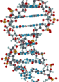 A rendering of a segment of a DNA molecule.