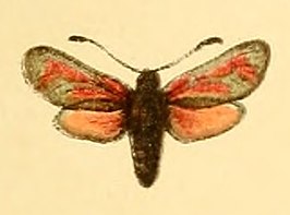 Zygaena zuleima