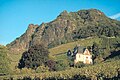 Weinbau am Drachenfels