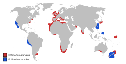 Мапа поширення двох видів роду Echinorhinus