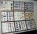 Egzotinių drugių kolekcija Tado Ivanausko zoologijos muziejuje