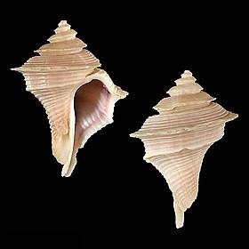 Fotografia com duas vistas da concha do holótipo de E. enigmaticum.