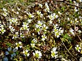 Osívka jarní (Erophila verna)