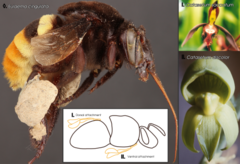 Pollen from each species Catasetum saccatum (I) and Catasetum discolor (II) attach to the dorsal and ventral parts of Eulaema cingulata (*) respectively. Eulaema cingulata with Catasetum saccatum and Catasetum discolor pollen atttachment locations.png