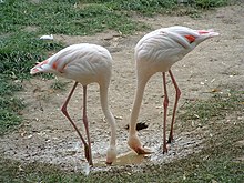 Flamants du Chili (Phoenicopterus chilensis)