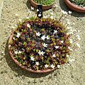 Flickr - Brewbooks - Saxifraga portosanctana.jpg