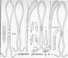 Erste Abbildung von Andre Levret (1703–1780) pelvic curve(1747)